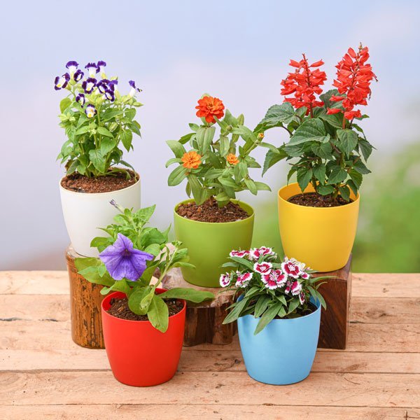 nurserylive flowering plants category image 505581 600x600 nurserylive flowering plants category image 505581 600x600